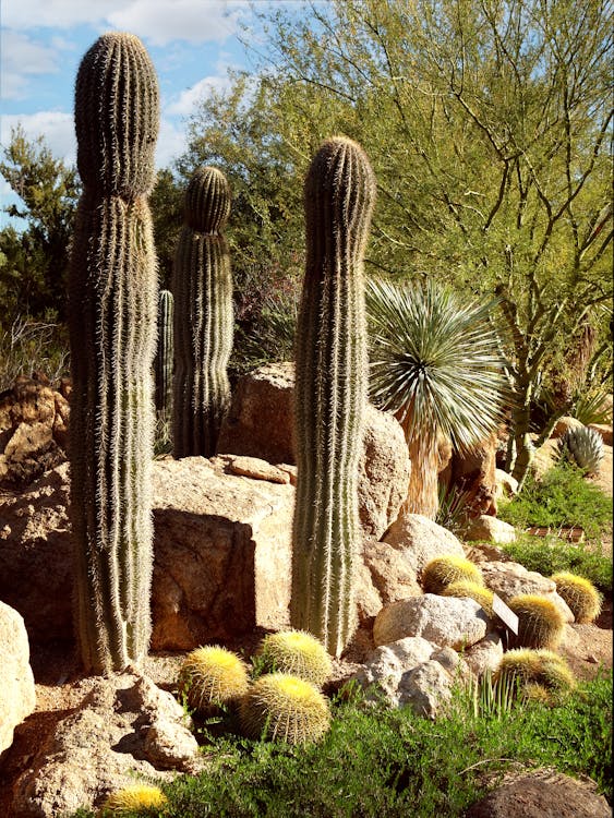 Desert botanical garden with saguaro cacti and barrel cacti